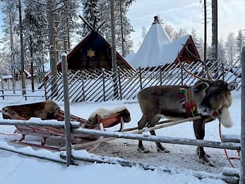 Ein Rentier auf einem Holzschlitten steht auf verschneitem Boden in der Nähe eines Holzzauns, mit schneebedeckten Hütten und Kiefern im Hintergrund. Das Rentier trägt ein buntes Geschirr.