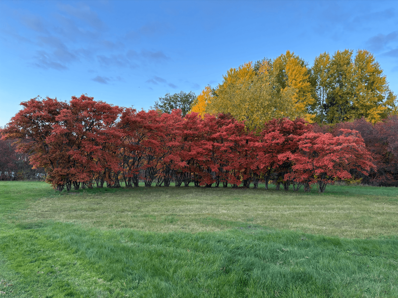 Eine Reihe von Bäumen mit leuchtend roten Herbstblättern steht auf grünem Gras, im Hintergrund stehen höhere Bäume mit gelbem und grünem Laub unter blauem Himmel.