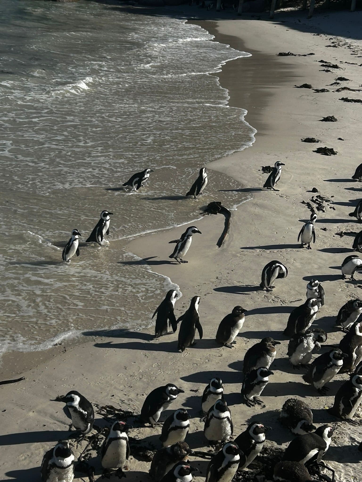 Eine Gruppe von Pinguinen steht und geht am Rande eines Sandstrandes entlang, wobei einige in die sanfte Brandung ein- oder aussteigen und andere sich in der Nähe des Wassers versammeln.
