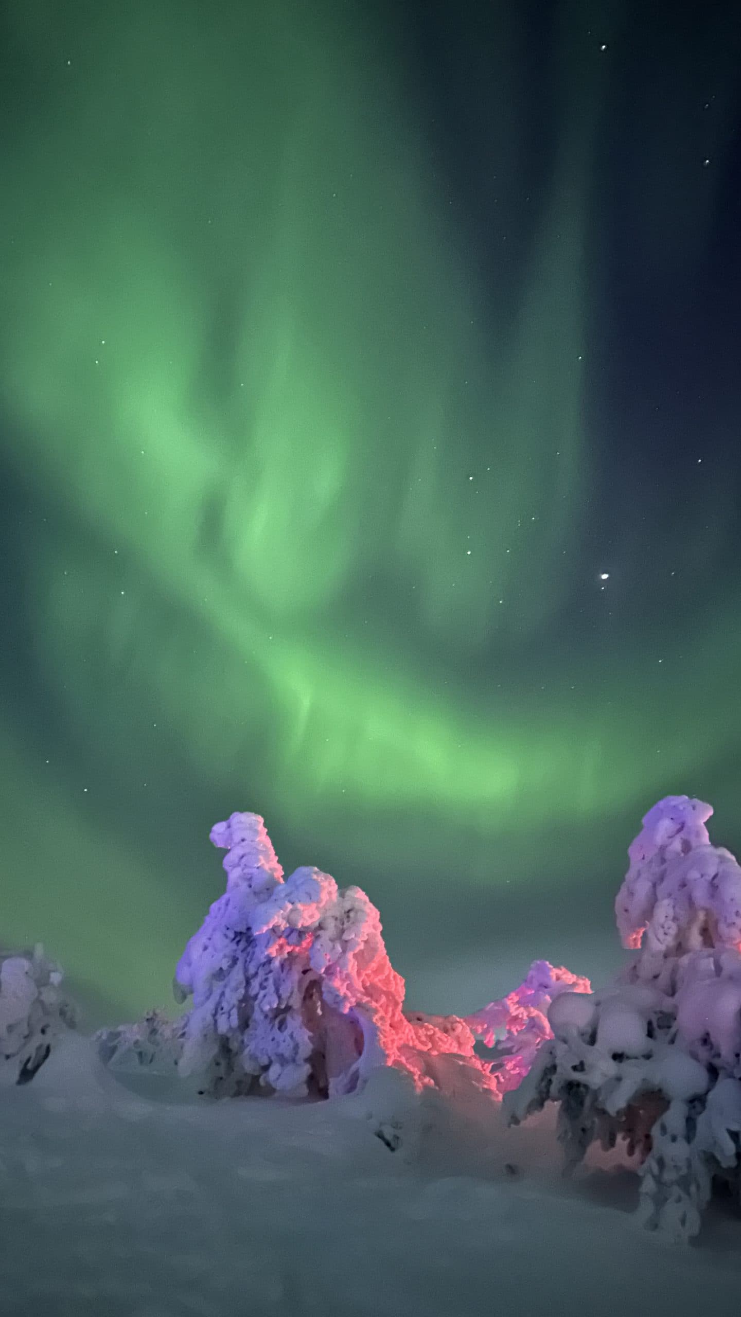 Schneebedeckte Bäume sind mit rosa und violetten Lichtern unter einem Nachthimmel voller hellgrüner Polarlichter beleuchtet. Im Hintergrund sind Sterne zu sehen, die eine magische Winterszene schaffen.