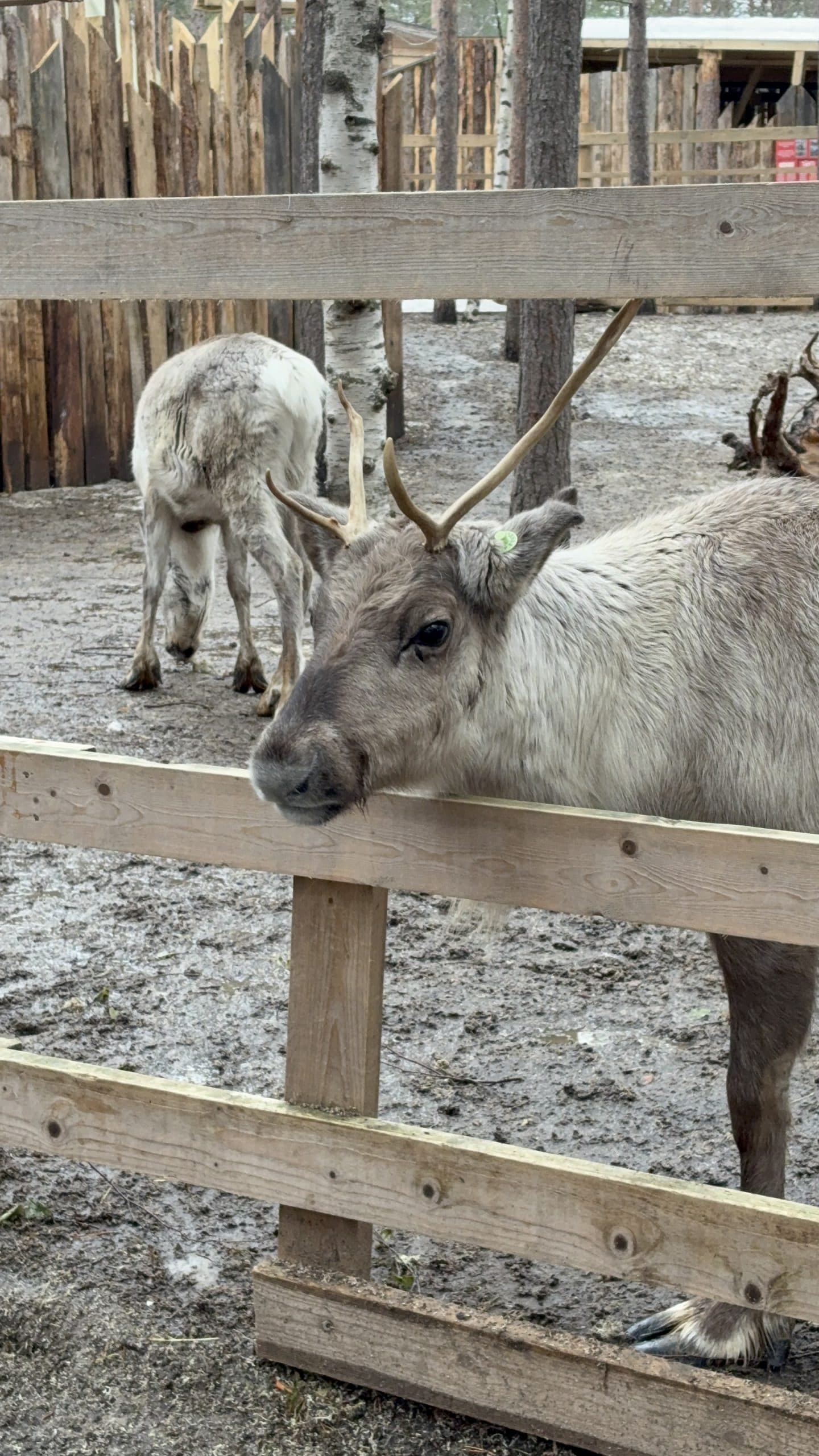 Ein Rentier mit einem Geweih stützt sein Kinn auf einen Holzzaun in einem schlammigen Gehege, während ein anderes Rentier im Hintergrund steht.