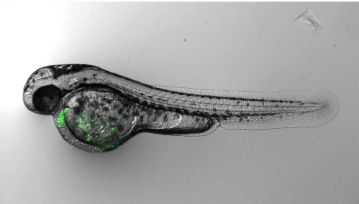 Schwarz-Weiß-Mikroskopaufnahme eines Zebrafisch-Embryos mit grün fluoreszierenden Flecken im Kopf- und Dottersackbereich. Der Embryo ist horizontal mit dem Kopf auf der linken Seite positioniert.