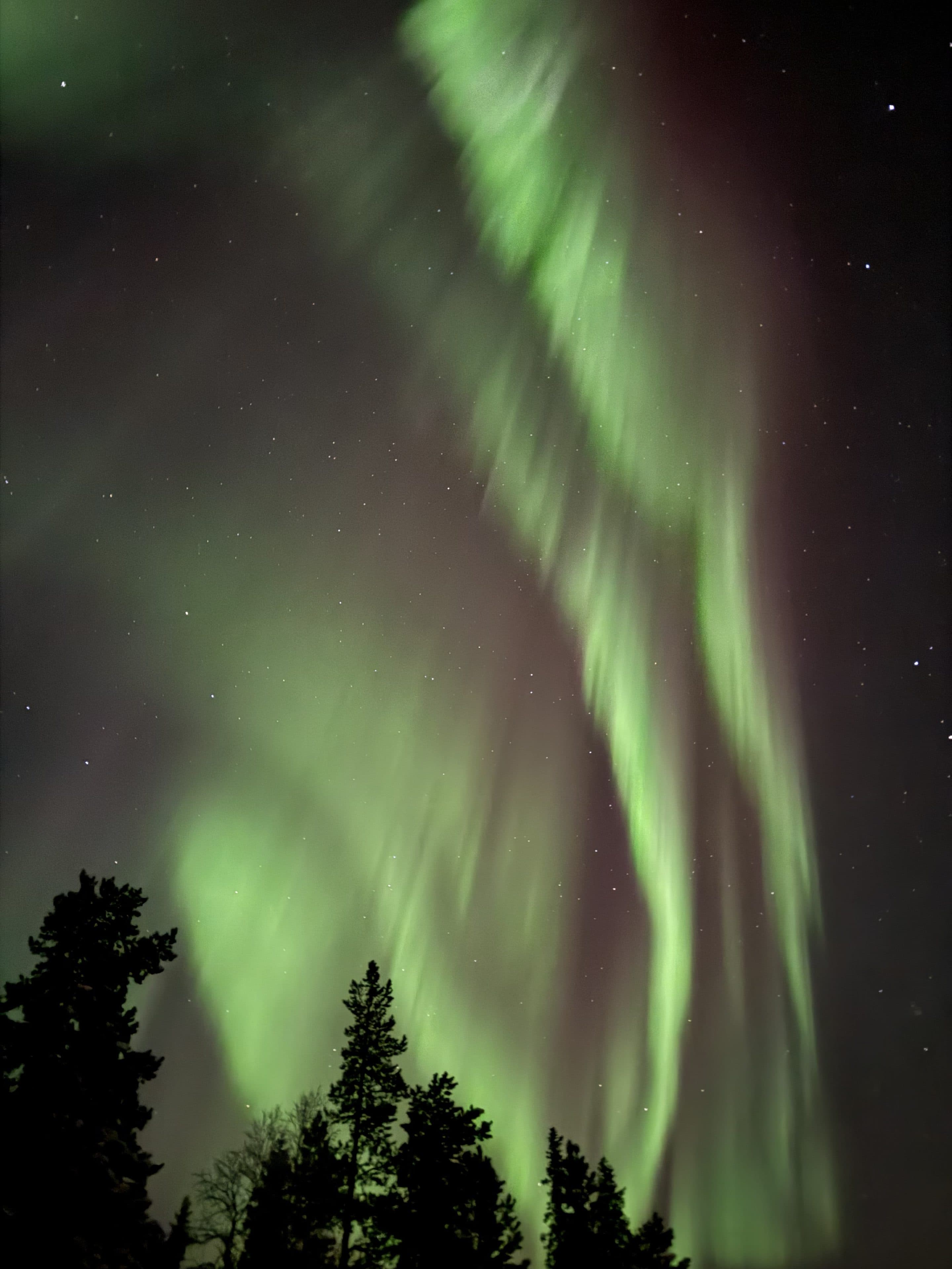 Grüne Nordlichter ziehen über den sternenklaren Nachthimmel vor dem Hintergrund von sich als Silhouetten abzeichnenden Bäumen und erzeugen dabei leuchtende, fließende Lichtmuster.