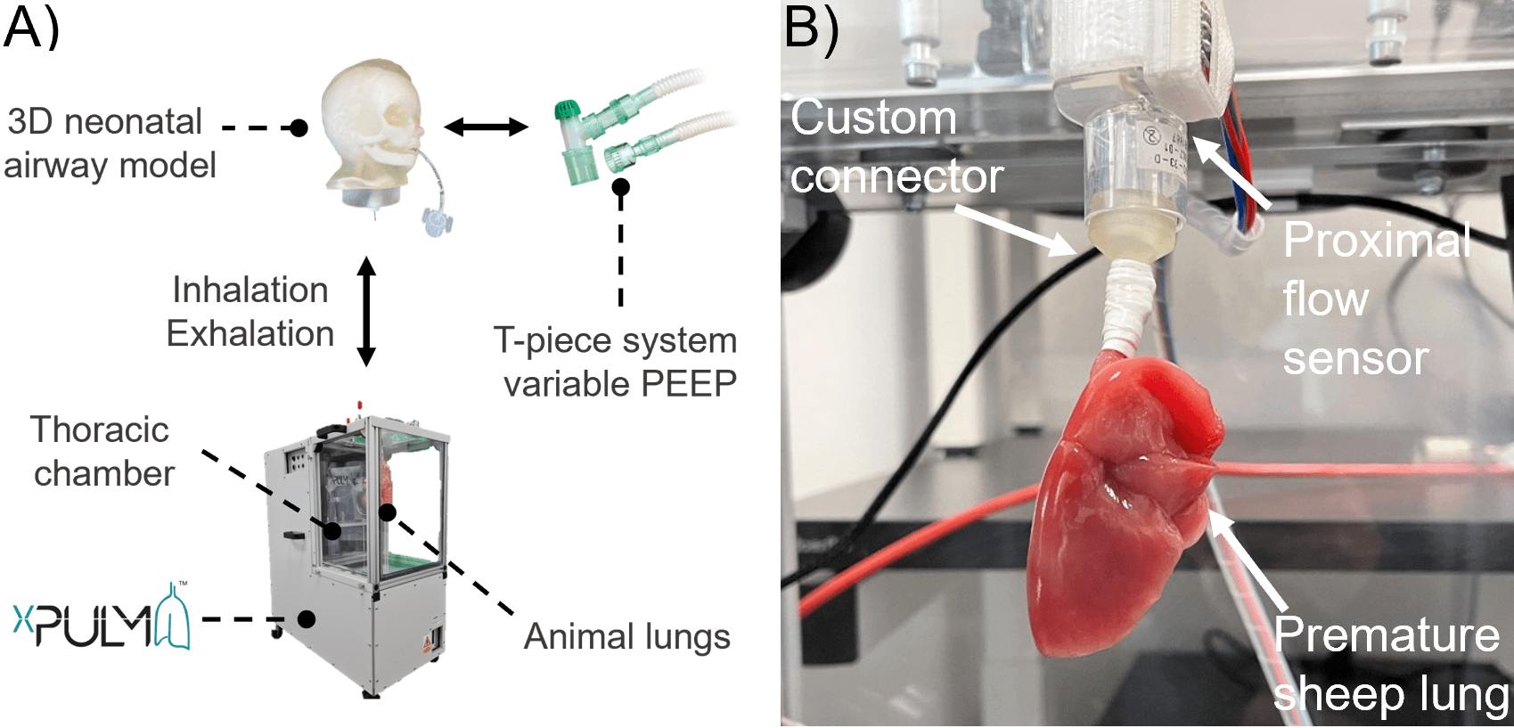 Tafel A zeigt ein Diagramm eines 3D-Atemwegsmodells für Neugeborene, einer Thoraxkammer und einer Tierlunge, die durch ein T-Stück-System verbunden sind. Tafel B zeigt eine frühgeborene Schafslunge, die mit einem speziellen Anschluss und einem proximalen Durchflusssensor verbunden ist.