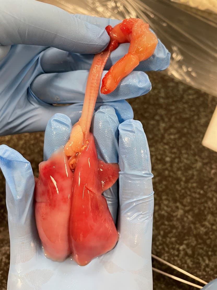 Eine behandschuhte Hand hält ein seziertes Tierherz mit angeschlossenen Gefäßen und Gewebe, wobei die Organe und die Anatomie vor einem dunklen Hintergrund deutlich zu erkennen sind.