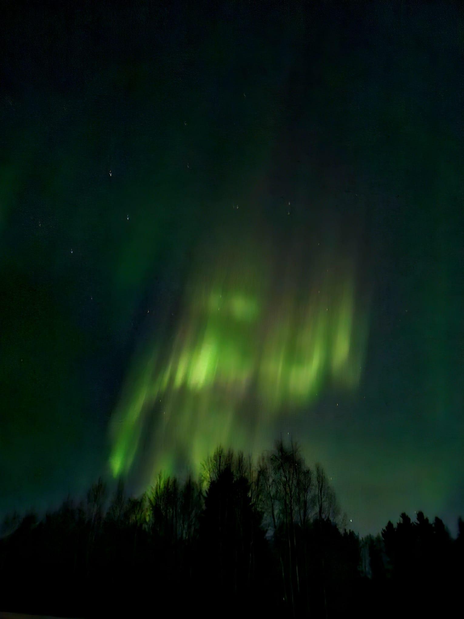 Grüne Polarlichter leuchten und streifen über einen dunklen Nachthimmel über den Silhouetten von blattlosen Bäumen und einer bewaldeten Landschaft.