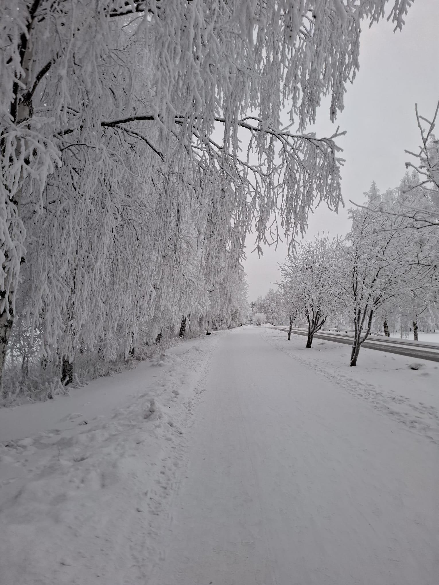 Ein schneebedeckter Weg, gesäumt von schneebedeckten Bäumen, die eine winterliche, ruhige Szene schaffen. Der Himmel ist bedeckt, und alles ist in Weiß gehüllt, was die Landschaft in ein friedliches Monochrom verwandelt.