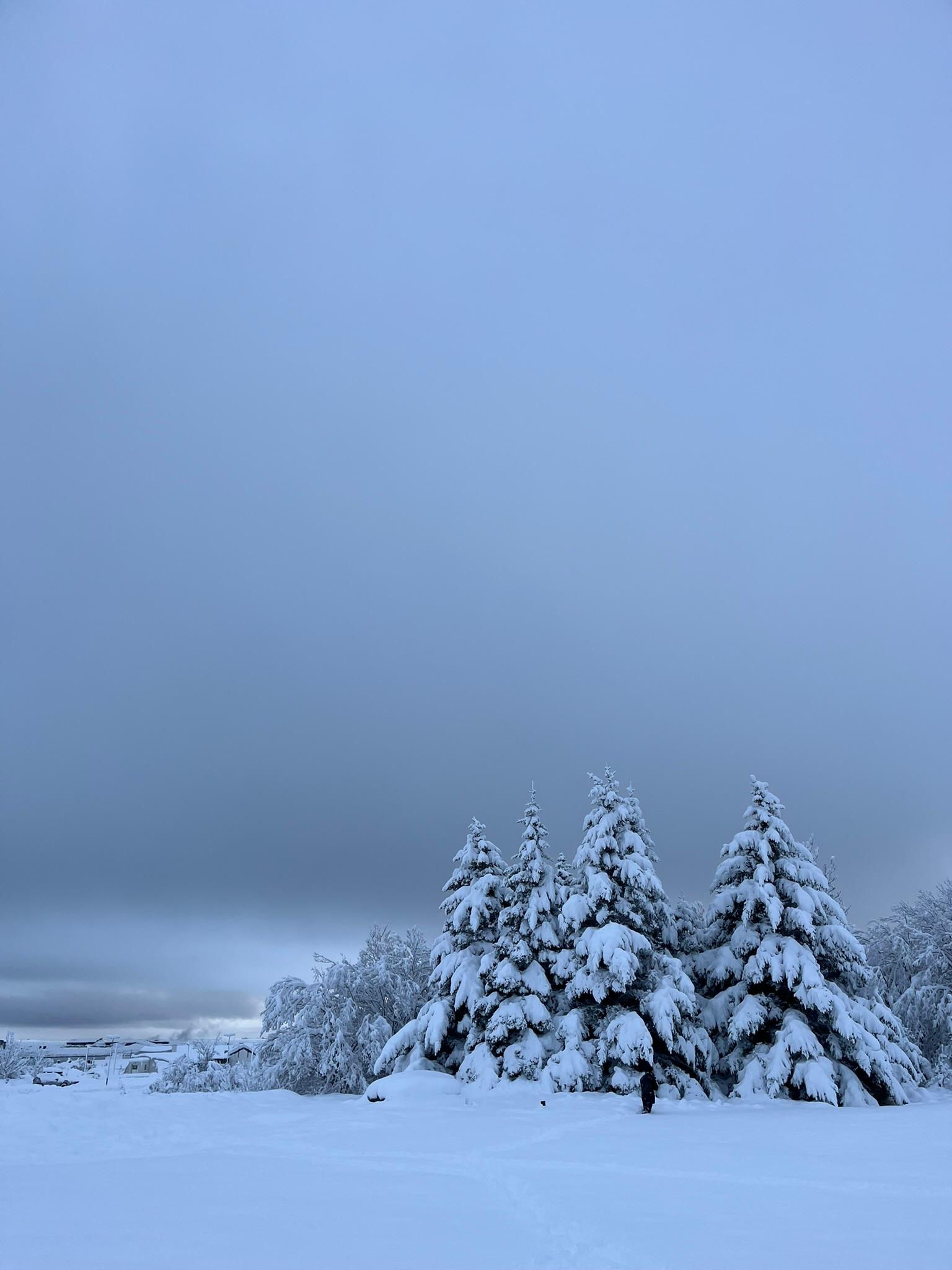Eine Winterlandschaft mit schneebedeckten Bäumen unter einem bewölkten, grauen Himmel. Der Boden und die Bäume sind mit Schnee bedeckt, was eine ruhige, kalte Atmosphäre schafft. Eine Person steht in der Nähe der Bäume und verleiht der Szene Größe.