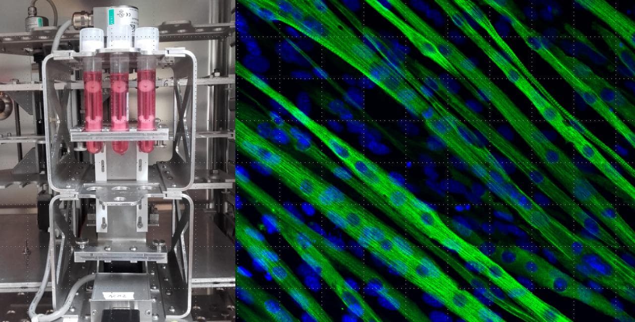 Links ist ein Bioreaktor mit Röhren mit roter Flüssigkeit zu sehen, rechts ein mikroskopisches Bild mit grün und blau gefärbten Muskelzellen, die in parallelen Strängen angeordnet sind.