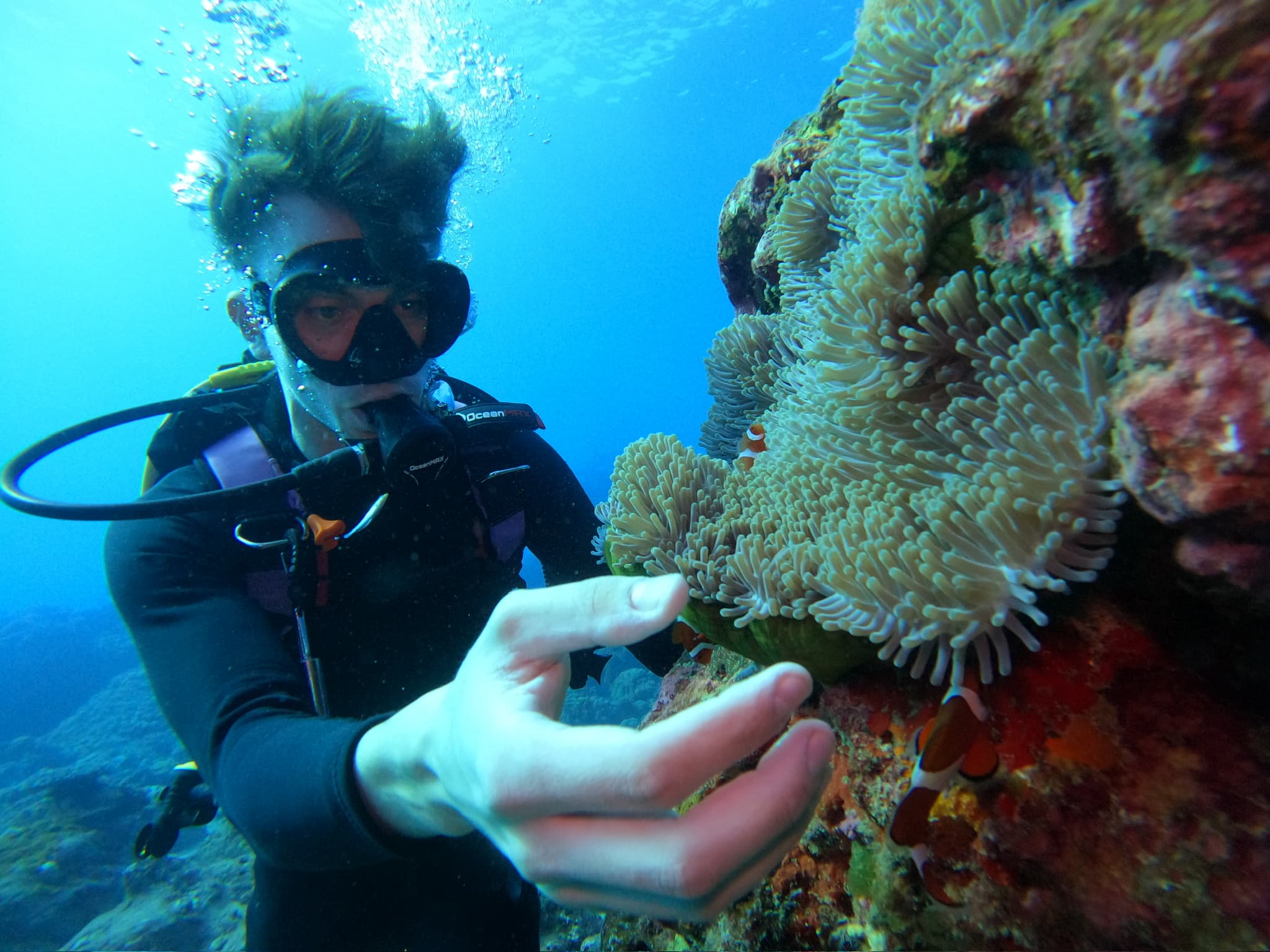 Ein Taucher streckt unter Wasser die Hand nach einer Seeanemone aus, die an einem Korallenriff befestigt ist, und in der Nähe ist ein Clownfisch zu sehen. Das Wasser ist klar und blau und beleuchtet den Taucher und die Meeresbewohner.