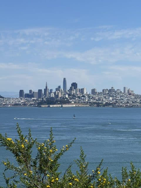 Die Skyline von San Francisco mit hohen Gebäuden an einem klaren Tag über der Bucht, mit Segelbooten auf dem Wasser und gelb blühenden grünen Sträuchern im Vordergrund.