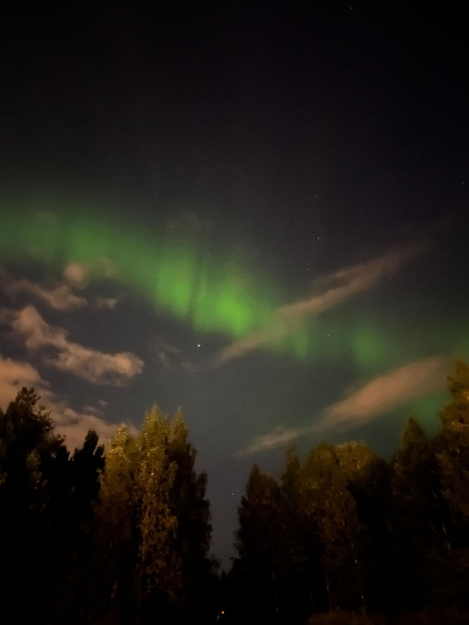 Grüne Nordlichter leuchten am Nachthimmel über einem Wald aus hohen Bäumen, wobei vereinzelte Wolken die Aurora teilweise verdecken.