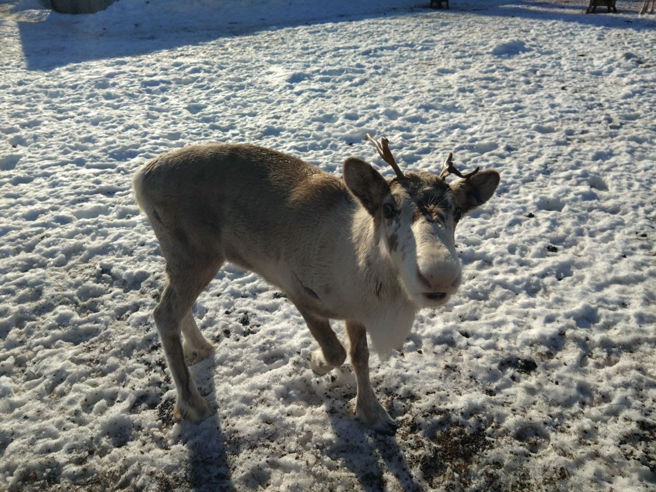 Ein junges Rentier mit kleinem Geweih steht im Sonnenlicht auf verschneitem Boden und blickt direkt in die Kamera.