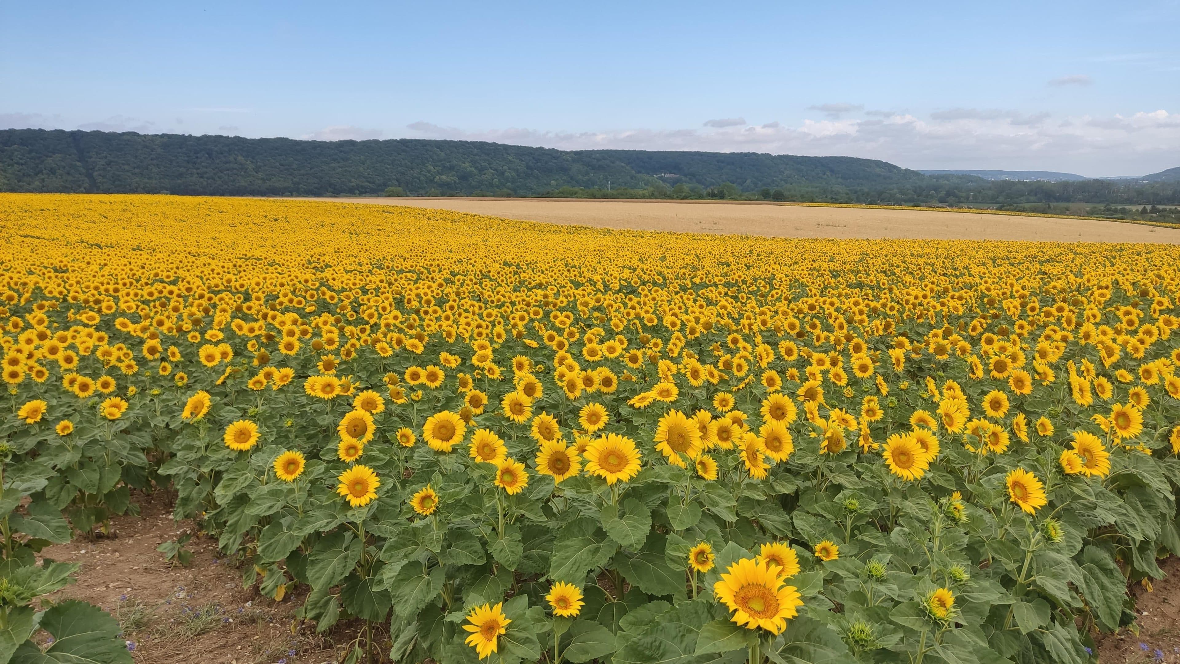Ein riesiges Feld voller blühender Sonnenblumen erstreckt sich unter blauem Himmel bis zum Horizont, im Hintergrund sind grüne Hügel und Bäume in der Ferne zu sehen.
