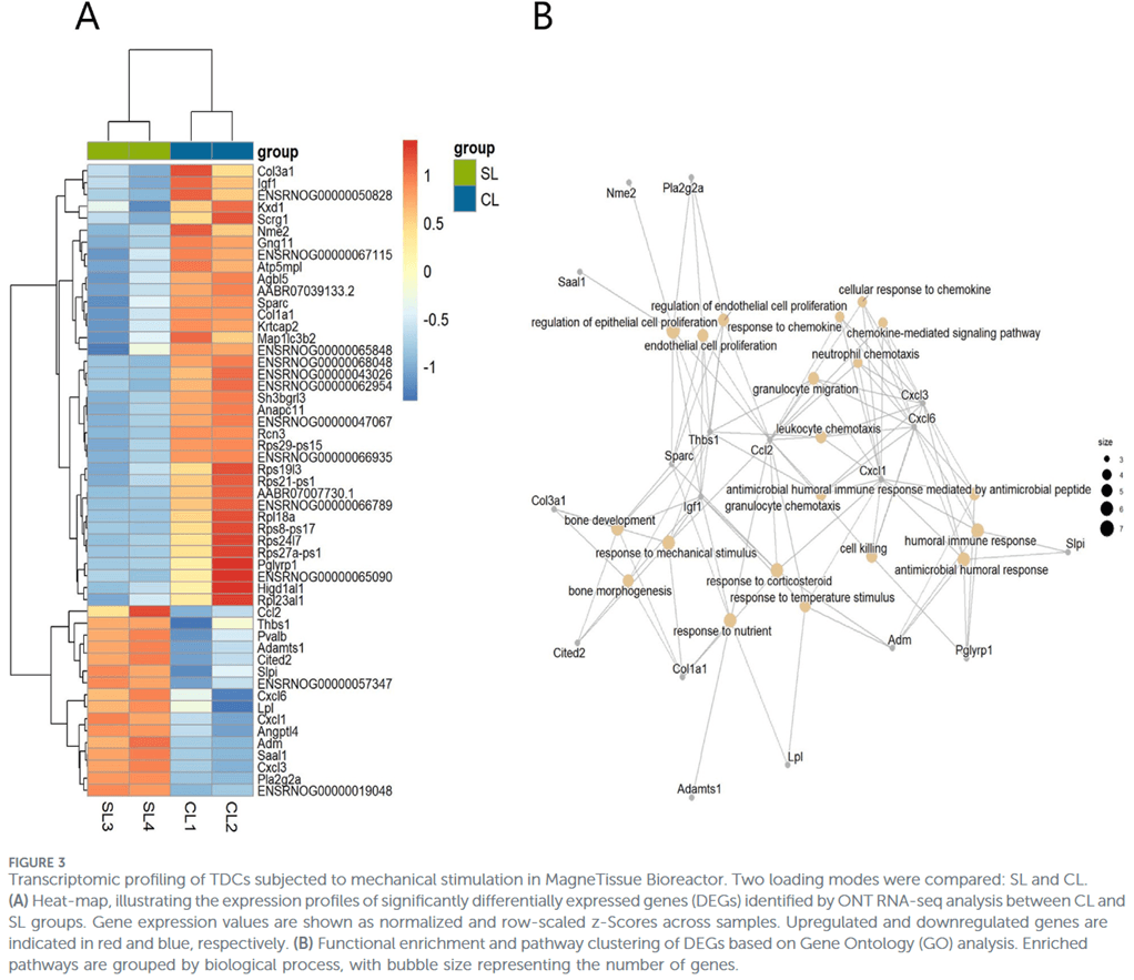 Eine Heatmap, die die unterschiedliche Genexpression zwischen zwei Versuchsgruppen darstellt, sowie (B) ein Diagramm des funktionellen Anreicherungsnetzwerks, das die mit den Genen verbundenen Gene-Ontology-Signalwege zeigt.